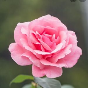 Meet your Posher, Alima